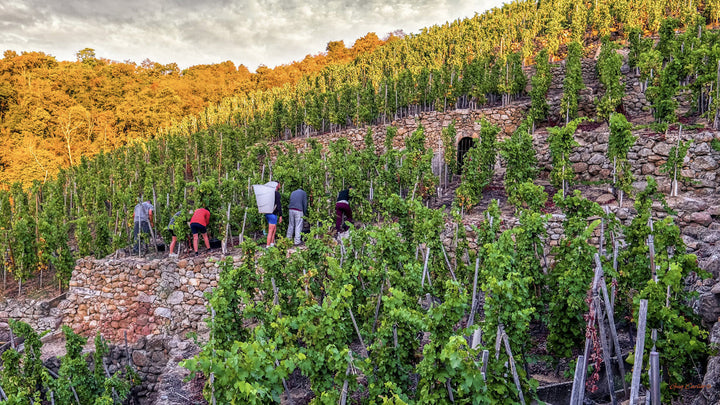 Christophe Pichon : l’élégance des grands terroirs du Rhône chez Wineswanclub